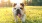 a dog with its tongue out